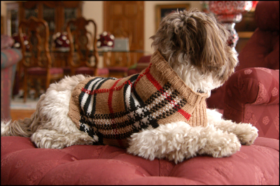 Actualizar 98+ imagen burberry dog sweater